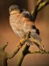 Krahujec obecný (Accipiter nisus) 1688