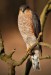 Krahujec obecný (Accipiter nisus)_1540